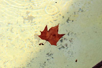 High angle view of maple leaf in water
