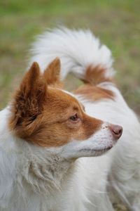 Close-up of a dog looking away