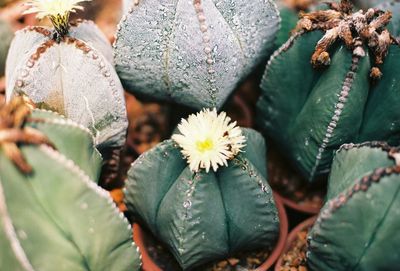 Close-up of succulent plant