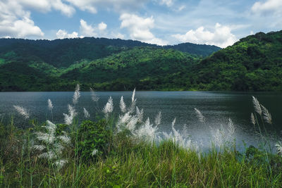 Scenic view of lake by trees against sky