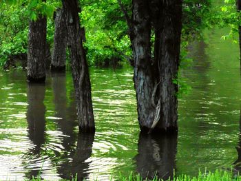 Reflection of trees in lake