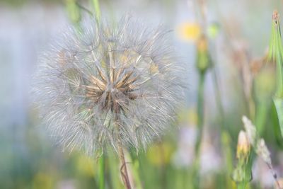 Close-up of dandelion