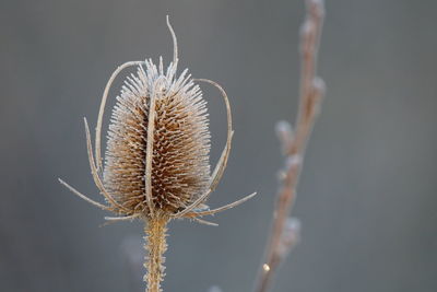 Close-up of wilted plant