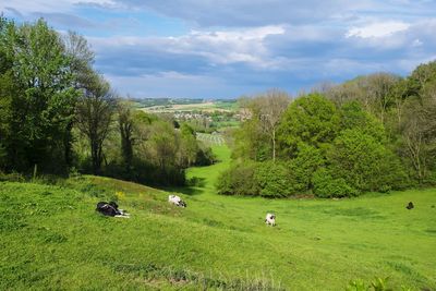 View of sheep on grassy field against sky