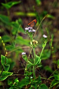 Close-up of butterfly on leaf