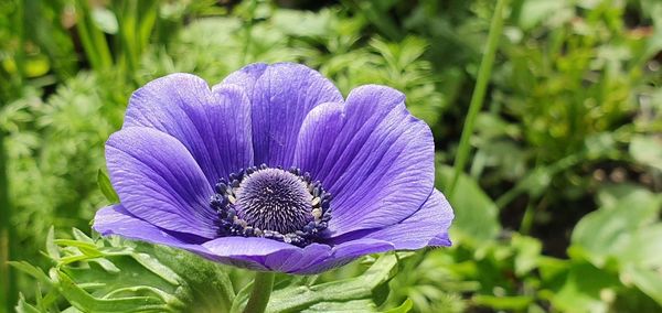 Close-up of purple flower