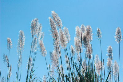 Low angle view of stalks against clear blue sky