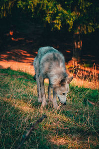 Dog standing in a field