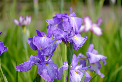 Close-up of purple flowering plants