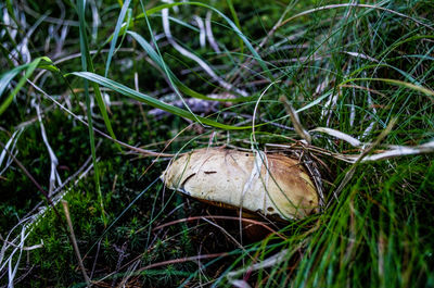 Close-up of mushroom growing on grassy field