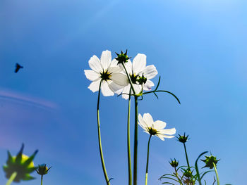 Low angle view of flowering plant against blue sky