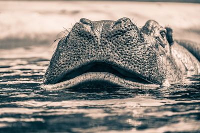 Close-up of hippopotamus swimming in river