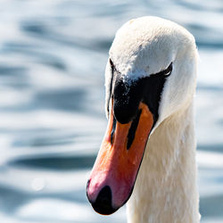 Close-up of swan in lake