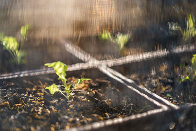 Close-up of plant growing on field