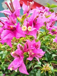 Close-up of pink flowering plants