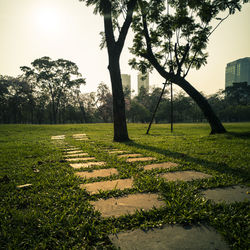 Trees in park against sky