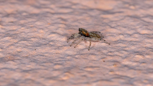 Close-up of housefly