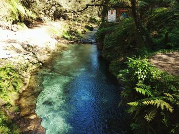 View of waterfall in forest