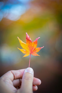 Close-up of hand holding maple leaves during autumn