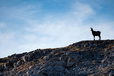 Horse standing on rock formation against sky