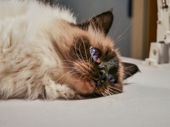 Close-up portrait of cat lying on floor