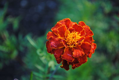 Close-up of orange rose flower