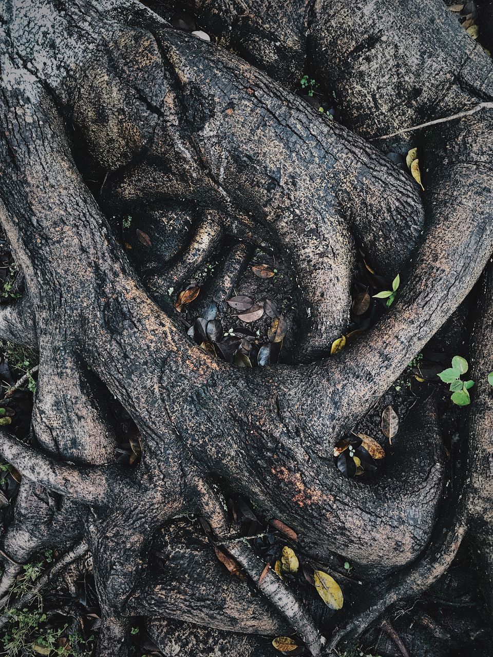 tree trunk, no people, tree, day, outdoors, nature, animal themes, close-up, animals in the wild, bark, textured, one animal, growth, branch, beauty in nature, dead tree, mammal