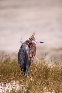 Funny reddish egret wading bird egretta rufescens having a bad hair day with ruffled feathers 