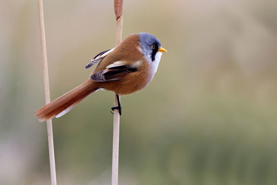 Close-up of bird perching