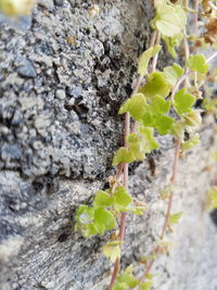 Close-up of plant growing on tree trunk