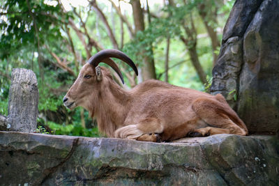 Close-up of goat