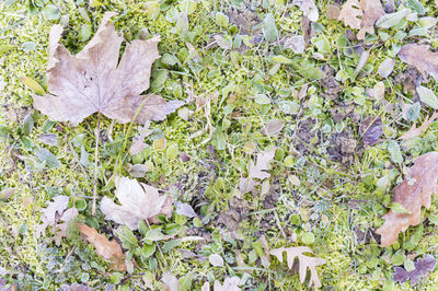 Close-up of leaves