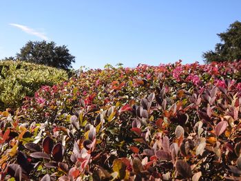 Close-up of flowering plants on field against clear sky