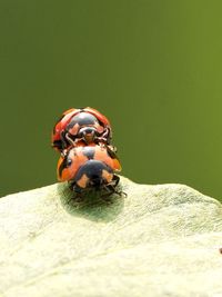 Close-up of ladybug