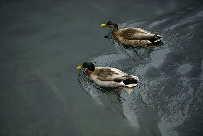 High angle view of duck swimming in lake