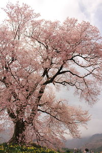 Low angle view of pink flowers blooming on tree