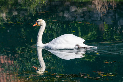 Swan swimming in lake