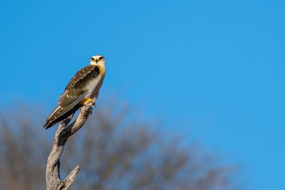 Low angle view of bird perching on branch against blue sky