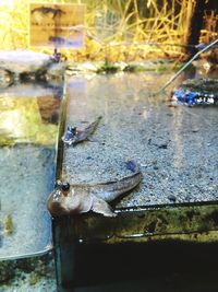 Close-up of turtle in water