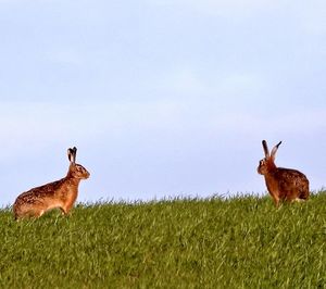 Deer on field against sky