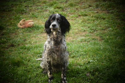 Portrait of dog sitting on grass