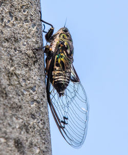 Low angle view of butterfly on tree