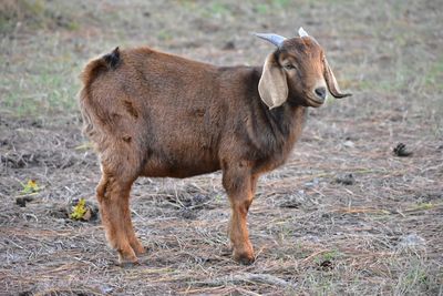 Goat standing in a field