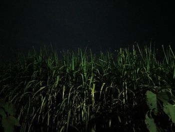 Plants growing at night