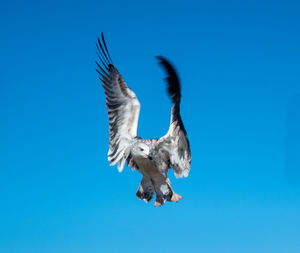 Low angle view of seagulls flying against clear blue sky