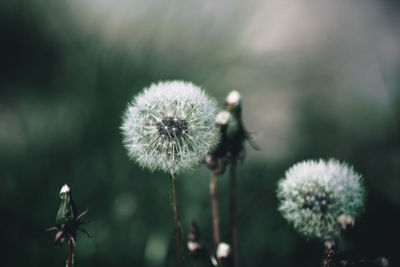 Close-up of thistle