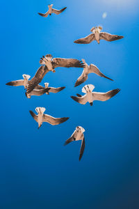 Low angle view of bird flying against clear blue sky