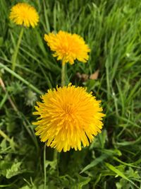 Close-up of yellow flowers blooming outdoors