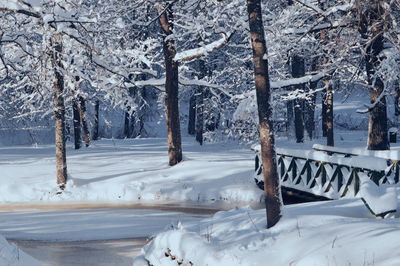 Snow covered land and trees in forest