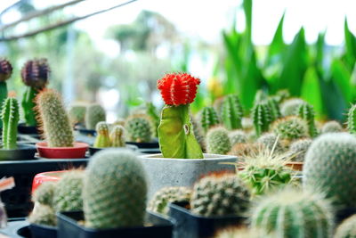 Close-up of cactus flower pot